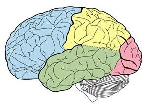 Biology of Stress | College of Medicine